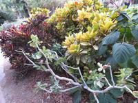 En Gedi_3