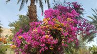 Gärten in Ein Gedi 20180323_113318