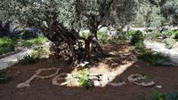 Garten Gethsemani 20180326_095135