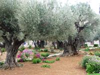 Garten Gezemaneh