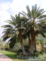 Kibbutz Ein Gedi + Botanischer Garten