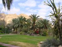 Kibbutz Ein Gedi + Botanischer Garten