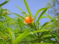 Kibbutz Ein Gedi + Botanischer Garten
