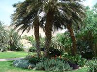 Kibbutz En Geddi