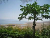 Kibbuz Ein Gedi