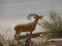 Wadi Zin Steinbock