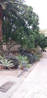im Botanischen Garten von Ein Gedi