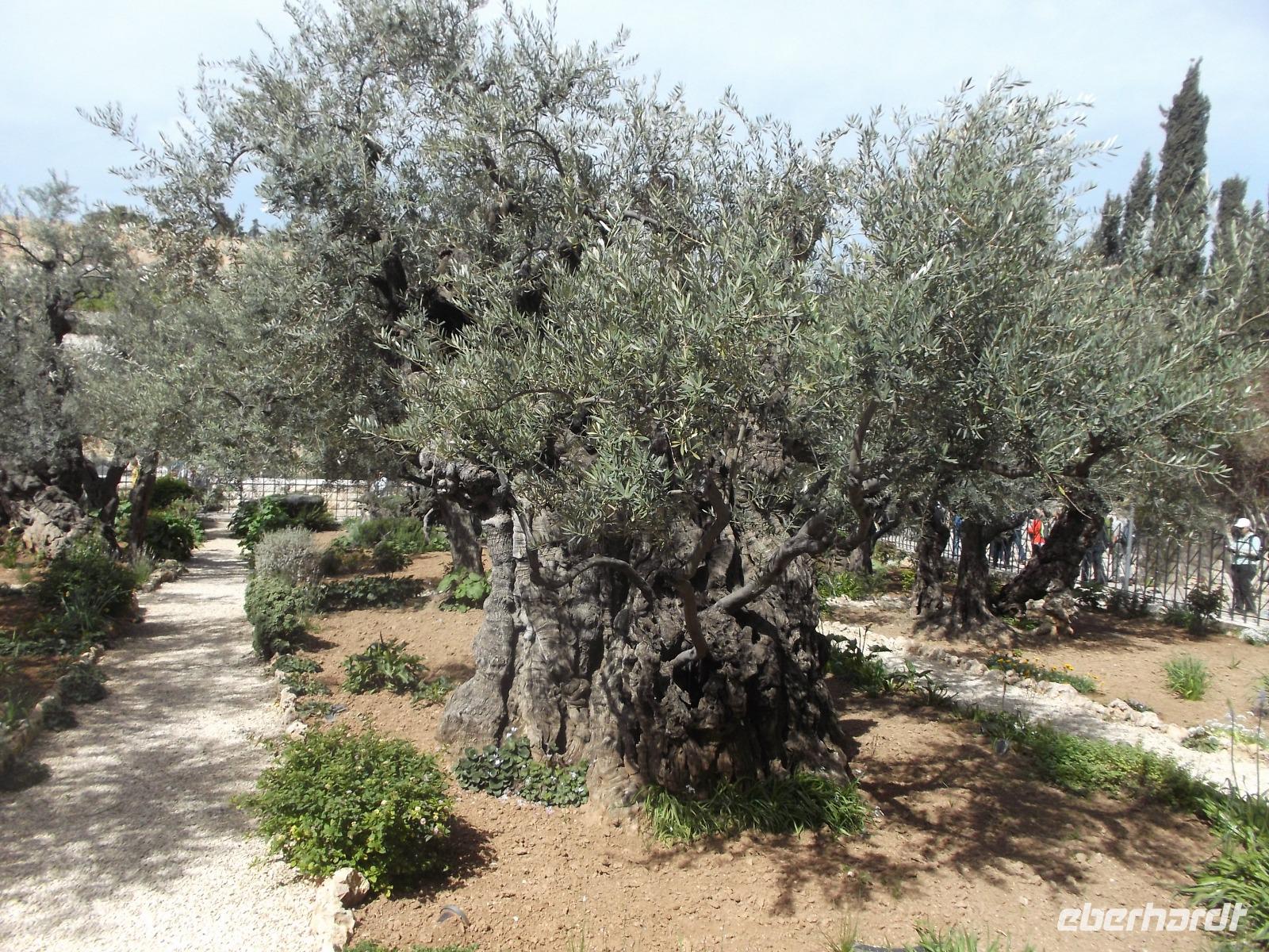 Garten Gethsemane