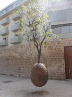 Kunst in Alt-Jaffa