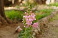 Jerusalem – 3 (27)