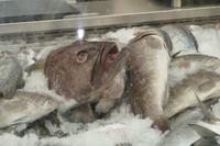 Jerusalem, Parlament Foodmarket – 5 (32)