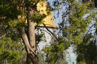 Jerusalem, Tempelberg Pilgerweg – 4 (9)