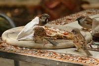 Jerusalem, Tempelberg Pilgerweg – 4 (41)