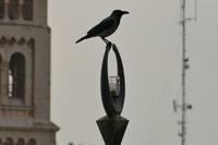 Jerusalem, Tempelberg Pilgerweg – 4 (46)