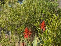 Am Ölberg Jerusalem