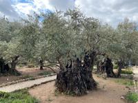 Garten Gethsemane 
