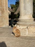Katze auf dem Tempelberg