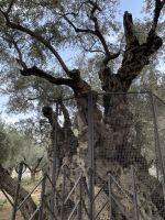 2000 Jahre alter Olivenbaum im Garten Gethsemane
