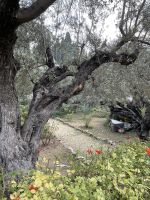 Garten Gethsemane