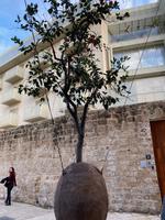 Straßen von Jaffa
