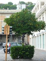 Und hier eben selbiger Orangenbaum nochmals in einer vergrößerten Ansicht. Schade, dass es sich hierbei um Bitterorangen handelte, denn sie sahen manchmal wirklich sehr einladend aus.