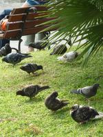 Diese Tauben hatten hingegen keinerlei Zeitdruck und entspannten sich gemütlich in der warmen italienischen Nachmittagssonne. Manche mögen wohl auch ganz unitalienisch einen kleinen Mittagssnack direkt aus dem Garten genascht haben.