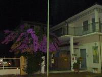 Die Farbe dieses Strauchs kam in der Dunkelheit fast noch besser zur Geltung, als es tagsüber der Fall war.