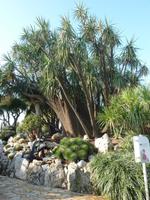 Nein, hier gibt es keinen Schirm, falls Sie diesen nun krampfhaft versuchten zu finden. Dafür aber dieses sehenswerte Exemplar eines palmenartigen Baumes mit gleich mehreren Stämmen.