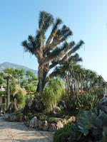 Eine kleine Idee von der Artenvielfalt im Jardin Exotique bietet eventuell dieses Foto.