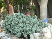 Die Pflanzen waren aber auch einzeln meistens sehr interessant zu betrachten. Ich hoffe, Sie verzeihen mir, mir nicht alle der rund 4500 verschiedenen Kakteennamen eingeprägt zu haben...