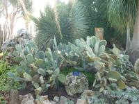 Ihre offensichtliche Schwiegermutter-Phobie ging auch soweit, diesen Kaktus hier scherzhaft als Schwiegermutterzunge zu bezeichnen. Mir persönlich sind die 