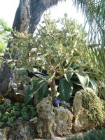 Dieses Bäumchen hier konnte sich nicht entscheiden, ob es ein Bonsai oder ein richtiger Baum werden wollte. Daher wählte es den gesunden Mittelweg.