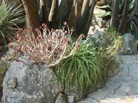 Ganz witzig fand ich auch die Pflanze hier links. Sie hat etwas von einem Pilz, aber mit Blüten statt Schirmen.