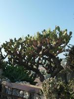 Manche Kakteen schienen auch nicht so recht zu wissen, ob sie nun Kakteen oder aber Bäume waren.