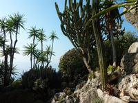 Die Kakteen hier rechts im Bild kommen den klassischen Kakteen, wie sie in einschlägigen Cartoons vorkommen, schon sehr nahe.