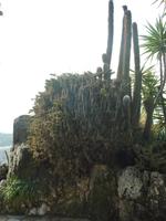 So ungefähr muss ein Urwald im Zwergenformat aussehen. Auf die fragwürdigen Gebilde rechts neben dem Urwald gehe ich an dieser Stelle nicht ein.