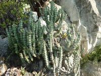 Dieser Kaktus könnte auch eine Ansammlung vieler kleiner Raupen sein - vom Aussehen her.