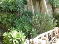 Hier wieder ein ganz typischer Kaktus, wie man ihn sich in einer Wüste so vorstellt.