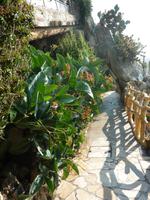 Und hier noch ein kleiner Einblick, wie schmal die Wege im Jardin Exotique sind. Rechts geht es allerdings nicht allzu weit hinunter, denn der Weg schlängelt sich in Serpentinen die Klippe hinunter.