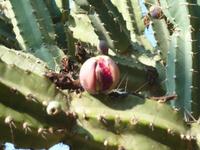 Wo es Kakteen gibt, da sind meistens die Kaktusfeigen nicht weit.