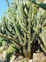 Wieder ein recht typisches Exemplar eines Kaktus, wenn auch sehr hoch gewachsen.