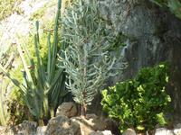 Untypischer sind da schon diese beiden Pflanzen. Der mittlere Kaktus ist wohl der Weihnachtsbaum der Wüste, der rechte Kaktus könnte fast als Grünkohl durchgehen.