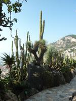 Mit hoch erhobenem Zeigefinger weist uns dieser Kaktus hier auf seine Existenz hin.