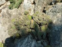 Hier mal wieder ein recht witziges Exemplar. Ganz frei nach dem Motto: Ich brauche mich nicht für eine Wuchsrichtung zu entscheiden, ich wachse einfach überallhin!