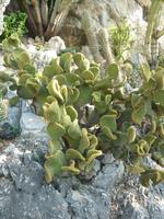 Dieser Kaktus schien das genauso zu sehen, ließ sich aber dafür noch etwas mehr Platz.