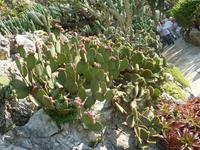 Dieser hier ließ sich sogar eine ganze Menge an Kaktusfeigen stehen. Keine Sorge, Sie haben nicht vor lauter Kakteen plötzlich einen Knick in der Optik, sondern die Kamera war beim Fotografieren leicht nach links gedreht.