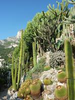 Unten wieder einige von Francas Lieblingspflanzen, oben ein dichter Wald aus Kakteenstämmen.