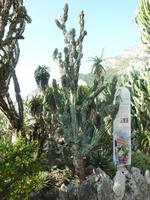 Diesen Kaktus musste man ganz offensichtlich schon seit einiger Zeit an die Leine legen. Nicht dass er sich am Ende noch aus dem Staub macht.