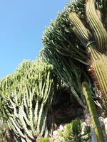 Sehr imposant waren die Kakteen, die gerne Bäume geworden wären. Mehrere Meter hoch und dicht wie eine große Baumkrone.