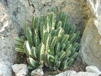 Andere Kakteen hingegen litten jedoch unter Höhenangst und ließen sich die Baumkronen schon am Boden wachsen.